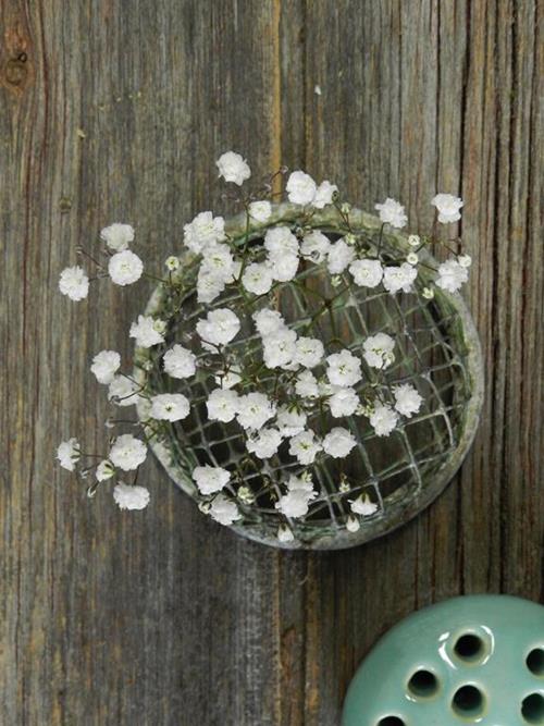 NEW LOVE  WHITE GYPSOPHILA